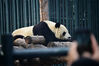 2019年4月13日，大熊猫在搂着木桩酣睡休息。在春回大地的北京动物园大熊猫馆，地面上花儿朵朵充满了春意，国宝大熊猫们时而像“趴趴熊”般趴在地上休息，时而漫步花丛或坐在地上闷头大吃，百态熊样令游客开心不已。来源：东方IC 