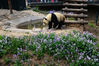 2019年4月13日，大熊猫在搂着木桩酣睡休息。在春回大地的北京动物园大熊猫馆，地面上花儿朵朵充满了春意，国宝大熊猫们时而像“趴趴熊”般趴在地上休息，时而漫步花丛或坐在地上闷头大吃，百态熊样令游客开心不已。