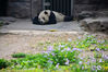 2019年4月13日，大熊猫在搂着木桩酣睡休息。在春回大地的北京动物园大熊猫馆，地面上花儿朵朵充满了春意，国宝大熊猫们时而像“趴趴熊”般趴在地上休息，时而漫步花丛或坐在地上闷头大吃，百态熊样令游客开心不已。