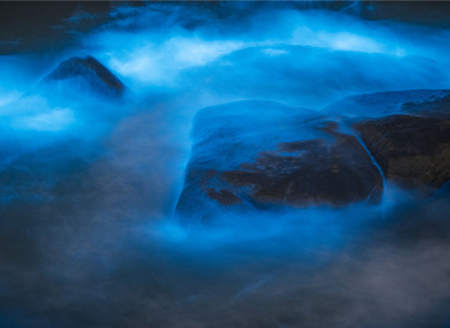 福州海岸被荧光海藻点亮 再现绝美“阿凡达”世界