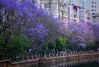 “她”在昆明落户已经有30年的时间了，每年总是悄悄的盛开，不知不觉装点了昆明市区的十多个街区，公园，小区和盘龙江沿岸，给城市增添了紫蓝色的盛装。上世纪80年代蓝花楹引入昆明，每年夏、秋两季各开一次花，蓝紫色的花是蓝花楹最显著的特色，花朵一簇簇密密地从高高的枝头上低垂下来，颇有些清悠、宁静、深远，甚至带一点点清丽脱俗的感觉。要想看到蓝花楹的“紫雾”景观，在昆明最具特色的是从学府路口顺教场中路走，一直到二环北路入口一段约2公里的路段上。
