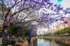 昆明4月，多条街道陆续出现了这种开着紫色花的树，梦幻的颜色，这样的浪漫跟樱花比丝毫不弱，引来不少市民驻足观赏。每年4月，昆明街头总会如期而至一阵阵紫色迷雾，她们有着一个同样文艺且浪漫的花语“在绝望中等待爱情”，这些美丽的蓝紫色精灵正是原产于热带南美洲的蓝花楹。在这春夏之交的日子，蓝花楹是昆明街头最美丽的花卉之一。