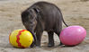 三个月大的大象宝宝正在玩复活节彩蛋。