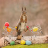 2017年4月14日报道（具体拍摄时间不详），复活节将至，生活在瑞典的松鼠摄影专业户Geert Weggen又为这些可爱的小家伙们拍摄了一组节日写真，他在自家花园里摆上小购物车，用绳子在树枝上悬挂起竹篮和热气球，在里面放上准备好的彩蛋。在美食的诱惑下，这些吃货小松鼠一个个从树枝上滑了下来，来到花园中享受Geert给它们精心准备的节日派对，它们有的踩在小购物车上玩闹，有的半悬空中好奇打探竹篮里的美食，甚至还有小吃货抱着彩蛋狂啃，脚踩树枝秀了一把劈叉绝技。