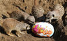 临近复活节，各国小动物也纷纷收到了复活节传统礼物——彩蛋，有的小动物紧紧抱住彩蛋不松手似乎怕其它同伴巧夺，有的小动物则对彩蛋好奇不已，玩耍的不亦乐乎！
当地时间2019年4月8日，德国汉诺威，复活节将至，汉诺威动物园的小动物提前收到了节日礼物。图为几只猫鼬围观一只彩蛋。来源：东方IC