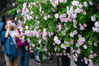 2019年4月22日，市民在南京市西康路拍摄盛开的蔷薇花。暮春时节，南京街头多处蔷薇花盛开，清香四溢，吸引人们前来赏花拍照。