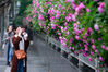 2019年4月22日，市民在南京市上海路拍摄盛开的蔷薇花。暮春时节，南京街头多处蔷薇花盛开，清香四溢，吸引人们前来赏花拍照。