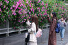 2019年4月22日，南京，暮春时节，南京街头多处蔷薇花盛开，清香四溢，吸引人们前来赏花拍照。 来源：东方IC 苏阳