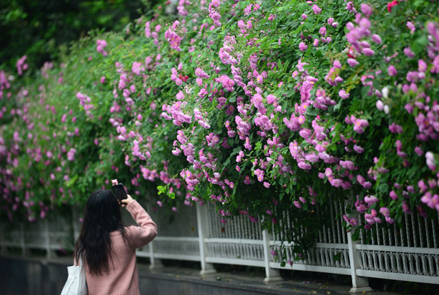 南京街边蔷薇开 花香引客来
