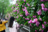 2019年4月23日，南京市鼓楼区上海路，市民在欣赏街边围墙上盛开的蔷薇。