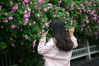 随着气温的逐渐上升，南京城区街边多处蔷薇次第开放，长长的绿色枝条和朵朵盛开的鲜花，吸引市民争相欣赏拍照，这些蔷薇当仁不让成了南京的“网红”。 
图为2019年4月23日，南京市鼓楼区上海路，市民在街边盛开的蔷薇下拍照。来源：东方IC 王跃武
