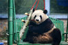 2019年4月24日，大熊猫萌兰搂着装满竹笋的竹筒美餐。近日，北京动物园为大熊猫新安装了健身休闲玩具，还特意为大熊猫制作了可以插竹笋的竹筒，竹笋分别插在筒身上的小洞上，“滚滚”们十分着迷这款“美餐利器”。