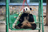 2019年4月24日，大熊猫萌兰搂着装满竹笋的竹筒美餐。近日，北京动物园为大熊猫新安装了健身休闲玩具，还特意为大熊猫制作了可以插竹笋的竹筒，竹笋分别插在筒身上的小洞上，“滚滚”们十分着迷这款“美餐利器”。来源：东方IC