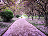 2019年4月25日，山东日照，海曲东路上雨后的樱花园，落英缤纷，美如画。来源：东方IC