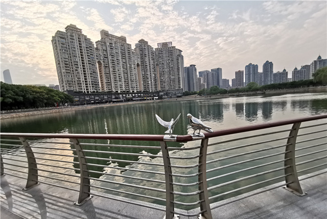 武汉西北湖一对和平鸽雕塑 安装不到24小时“飞”走一只