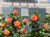 2019年5月9日，北京西客站南广场前，各色月季花竞相绽放，姹紫嫣红，美不胜收。
