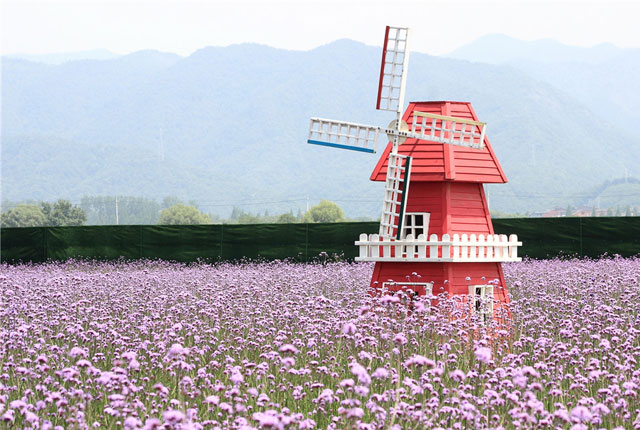 杭州：柳叶马鞭草盛放 紫色花海美不胜收