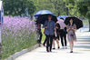 2019年5月11日，浙江杭州，柳叶马鞭草盛放，一大片紫色花海吸引了许多市民和游客，大家纷纷驻足观看，拍照留影。