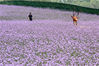 2019年5月11日，浙江杭州，柳叶马鞭草盛放，一大片紫色花海吸引了许多市民和游客，大家纷纷驻足观看，拍照留影。来源：视觉中国