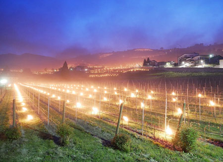 意大利五月现罕见低温 古老酒厂燃起“灯海”为葡萄藤保温