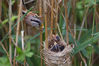 2019年5月16日，江苏宿迁，被列入国际鸟类红皮书的全球性濒危鸟类——震旦鸦雀在泗洪洪泽湖湿地国家级自然保护区内育雏。