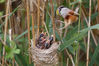2019年5月16日，江苏宿迁，被列入国际鸟类红皮书的全球性濒危鸟类——震旦鸦雀在泗洪洪泽湖湿地国家级自然保护区内育雏。