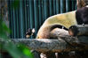 2019年05月23日，北京动物园大熊猫馆内，两只喜鹊“肆无忌惮”地薅大熊猫屁股上的“熊毛”。