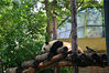 2019年05月23日，北京动物园大熊猫馆内，两只喜鹊“肆无忌惮”地薅大熊猫屁股上的“熊毛”。