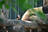 2019年05月23日，北京动物园大熊猫馆内，两只喜鹊“肆无忌惮”地薅大熊猫屁股上的“熊毛”。来源：樊甲山/视觉中国