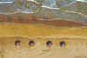 2019年5月22日傍晚，山东青岛西海岸新区黄海之滨的海滩上，供人们夏日亲海戏水使用的木伞，犹如一朵朵伞花绽放在金色的海滩和洁白的海浪边。