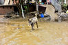 2019年6月10日，广西桂林全州县全州镇赵家村，一只家狗在家附近的淤泥路上溜达。连日来，广西连降大暴雨、特大暴雨，导致柳州、桂林、河池等多地受灾。