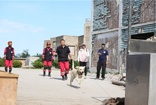 一线搜救犬集结北京 完成联合国搜救犬测评专项培训