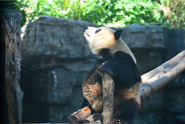 北京：天气炎热 大熊猫望着天空“思考人生”