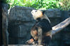 2019年6月14日，北京，在动物园大熊猫馆内，大熊猫登上“舞台”，萌萌的样子逗乐观众。