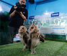 2019年6月14日，广州，长隆飞鸟乐园内的鸟类繁育中心展示的2月龄的猴面鹰。