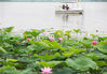 2019年6月16日，南京，玄武湖景区，游客乘坐游船赏荷、拍照。
