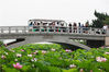 2019年6月16日，南京，玄武湖景区，游客在桥上观赏盛开的荷花。