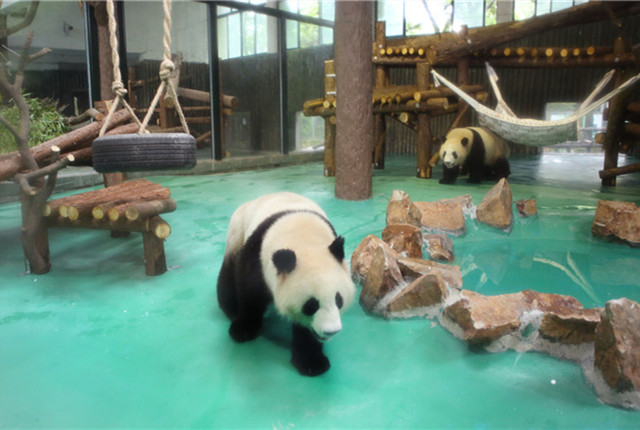 大熊猫“风光兄弟”入住上海动物园