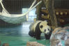 2019年6月18日，大熊猫“星光”与“和风”入住上海动物园大熊猫馆。