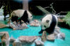 2019年6月18日，大熊猫“星光”与“和风”入住上海动物园大熊猫馆。