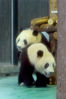2019年6月18日，来自成都大熊猫繁育基地的大熊猫“星光”与“和风”抵达入住扩建一新的上海动物园大熊猫馆。按计划，“风光兄弟”将接替它们的前任、前不久刚回家的“星二”“雅二”兄弟，在上海度过3年无忧无虑的美妙时光。来源：视觉中国 编辑/陈进