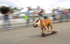 2010年4月10日，美国加州圣摩尼卡，“自然邻里节”上，斗牛犬Tillman正在玩滑板。