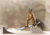 一只胆大的松鼠似乎开始了一种不太可能的新爱好——滑板。这只可爱的动物跳上迷你板，在同样小的斜坡上展示它的技巧。