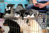 2019年6月22日，江苏淮安，适逢周末，宠物交易市场交易火爆，宠物们萌态十足。