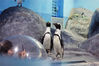 2019年6月24日，北京，海洋馆里稀有的非洲企鹅斑嘴环企鹅。