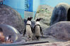 2019年6月24日，北京，海洋馆里稀有的非洲企鹅斑嘴环企鹅。