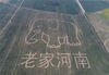 2018年3月25日，河南焦作，在黄河湿地丰乐大河牧业种植区航拍的巨幅农业创意图《老家河南》。徐宏星/视觉中国
