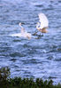 2019年6月26日，安徽黄山，新安江上游万安坝水域出现的白鹭。