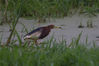 2019年6月6日，一只池鹭在青岛市白沙河入海口湿地觅食。