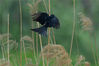 2019年6月6日，一只黑卷尾鸟在青岛市白沙河入海口湿地觅食。